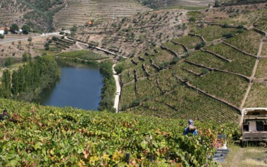 Niepoort