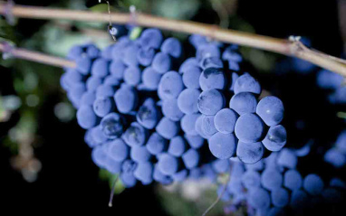 Uvas