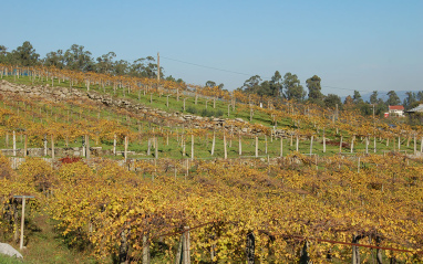 Viñedo situado en una pequeña ladera