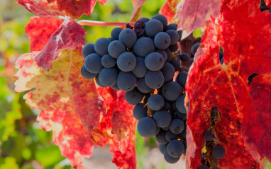 Detalle de las uvas