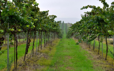 Viñedos de Raimat