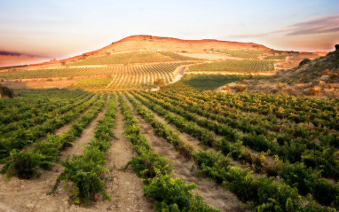 Vista de los viñedos en vaso