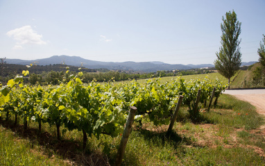 VIñedos en espaldera