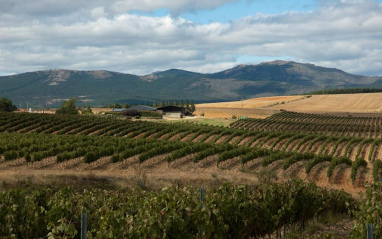 Viñedos de Río Negro