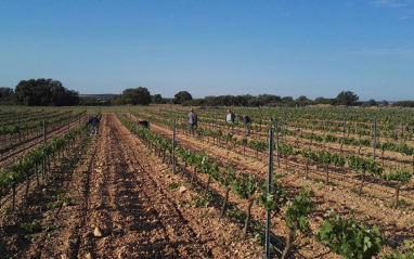 Trabajos en el viñedo