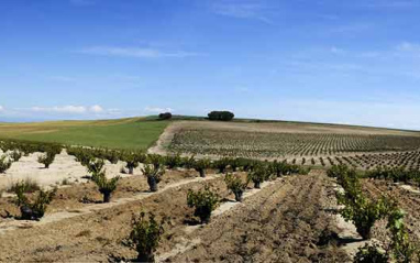 Panorámica del viñedo de Shaya