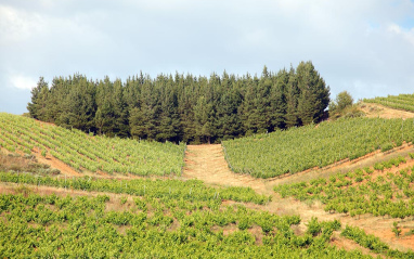 Panorámica de viñedo