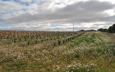 Viñedo con tratamiento ecológico