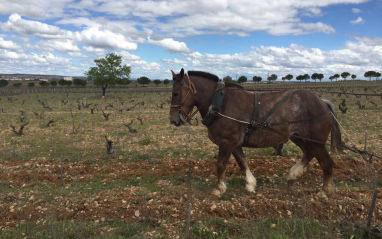 Viticultura ecológica