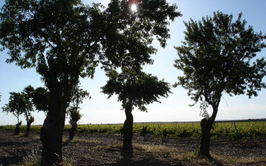 Vista de los viñedos