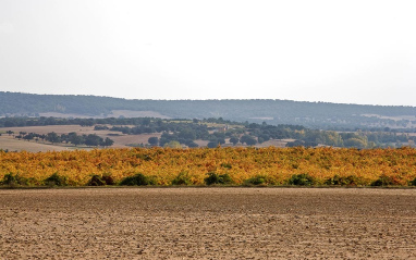 Viñedos en tierras zamoranas