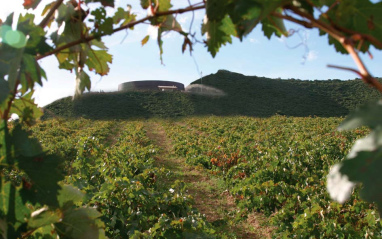 Viñedo en flor con la bodega al fondo