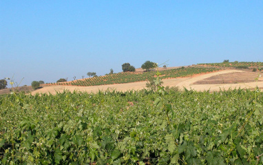 Vista de las viñas en verano