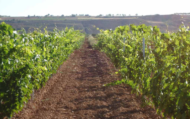 Viñedo Paraje del Seis