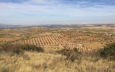 Panorámica de viñedos en Cariñena