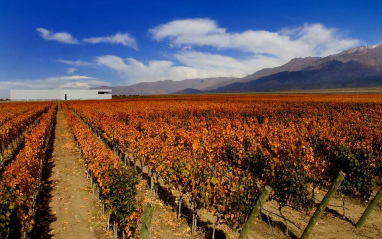Uno de los viñedos de Clos de los Siete, en otoño