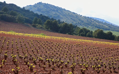 Brotación de los viñedos de Borsao 