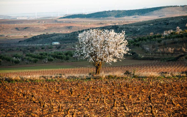 Almendro en flor en mitad del viñedo