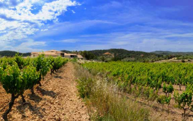 Panorámica de viñedos