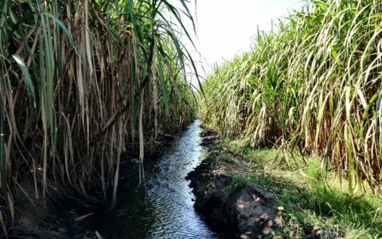 Plantación de caña de azúcar, Guatemala