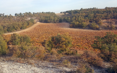 Imagen del viñedo desde un alto