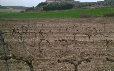 Viñedos en Curiel de Duero