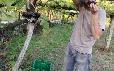 Xurxo en vendimia Xurxo en vendimia