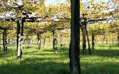 Viñas en pérgolas Viñas en pérgolas