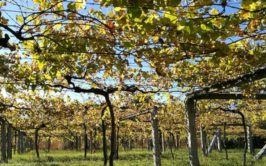 Viñedos de Albamar Viñedos de Albamar