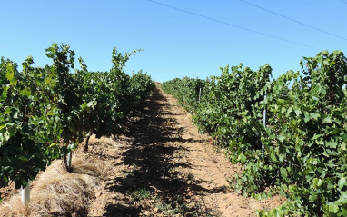 Viñedos que utiliza Albanto