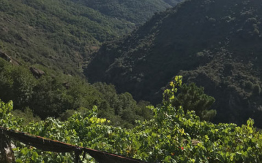 Viñedos entre montañas