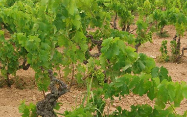 Viñas de Alemany i Corrio