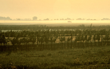 Panorámica de viñedo