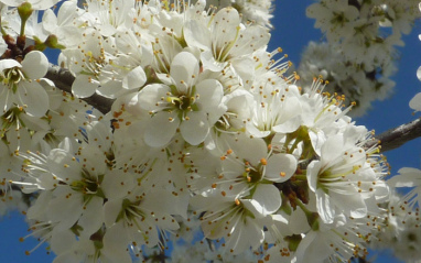 Flor de la endrina
