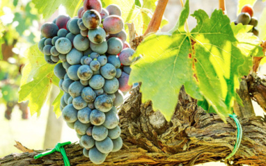 Estos vinos están elaborados con Sangiovese y las uvas clásicas francesas.