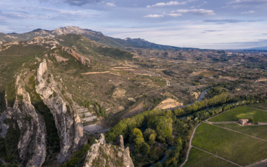 Panorámica de viñedo