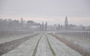 Viñedo nevado