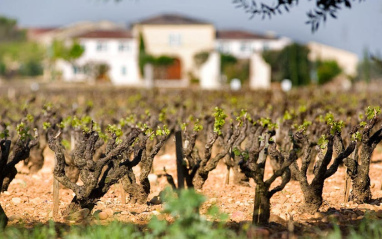 Viñedo y bodega al fondo