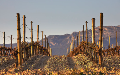 Tempranillo, Graciano y Mazuelo forman los viñedos de Beronia.