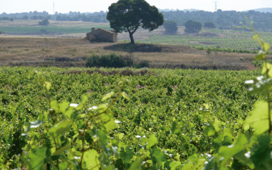 Viñedo en flor