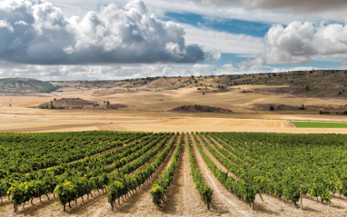 Vista del viñedo