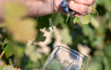 Estrujando la Tinto fino