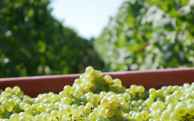 Uvas blancas recién vendimiadas