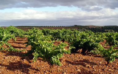 Viñedos de Borsao, en Campo de Borja