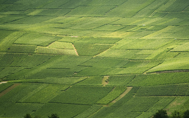 Panorámica de los viñedos en Champagne