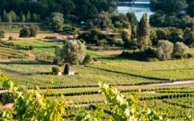 Paisaje y viñedos en el dominio de Bruno Paillard.