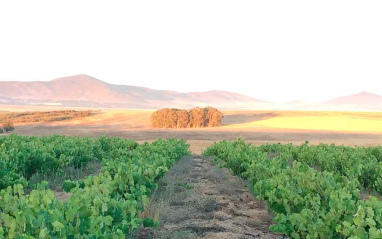 Viñedos en flor