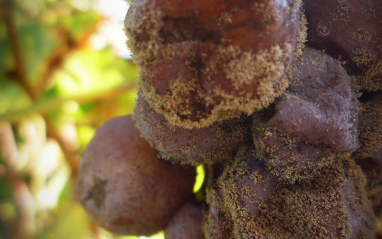 El hongo Botrytis cinerea