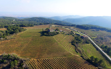 Panorámica de los viñedos