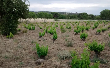 De estas cepas surge Las Bacantes